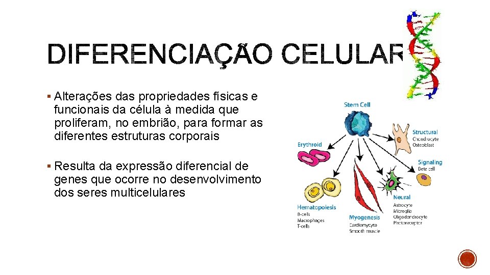 § Alterações das propriedades físicas e funcionais da célula à medida que proliferam, no