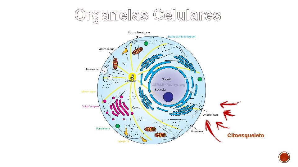 Organelas Celulares Citoesqueleto 