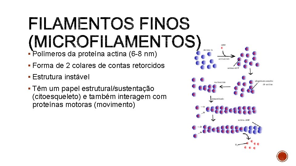 § Polímeros da proteína actina (6 -8 nm) § Forma de 2 colares de