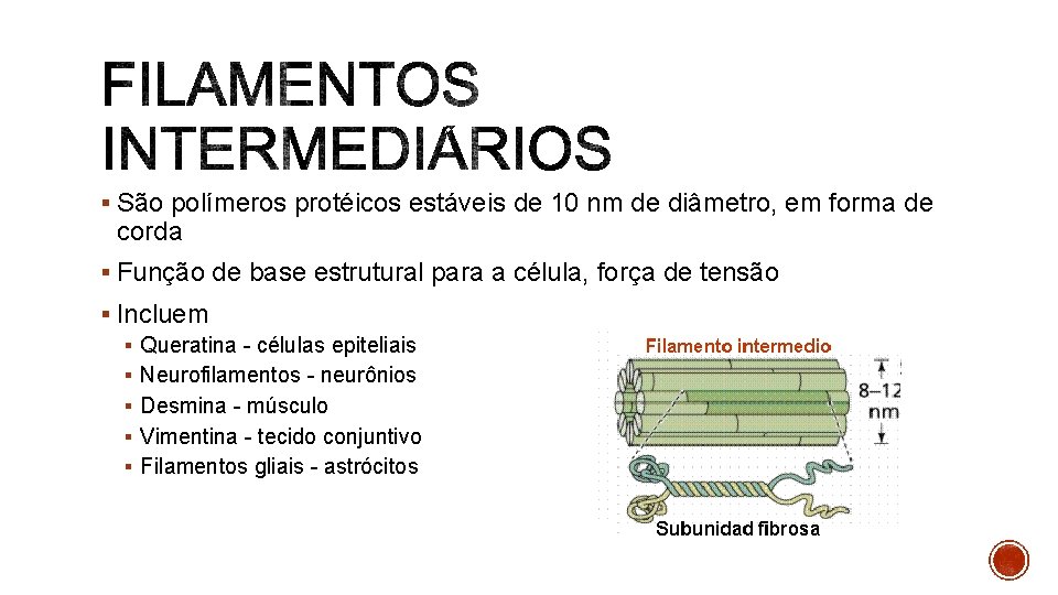 § São polímeros protéicos estáveis de 10 nm de diâmetro, em forma de corda