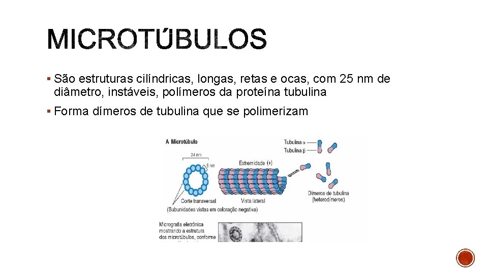 § São estruturas cilíndricas, longas, retas e ocas, com 25 nm de diâmetro, instáveis,