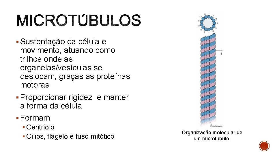 § Sustentação da célula e movimento, atuando como trilhos onde as organelas/vesículas se deslocam,