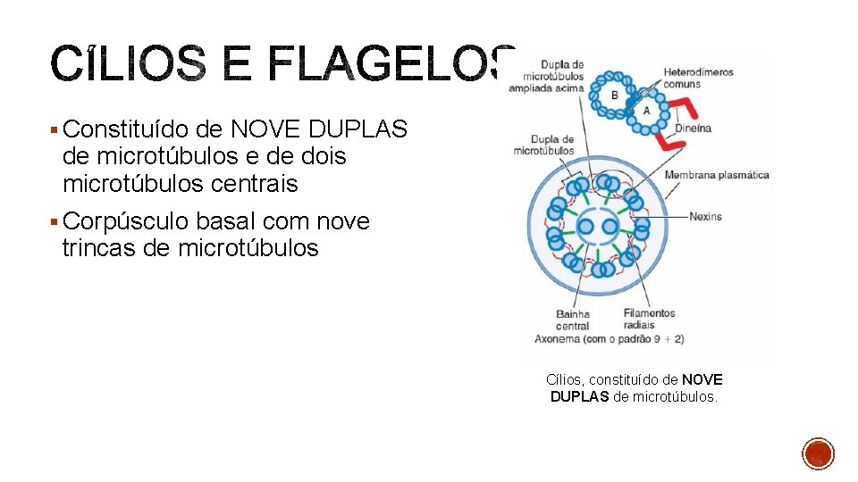 § Constituído de NOVE DUPLAS de microtúbulos e de dois microtúbulos centrais § Corpúsculo