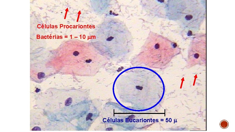 Células Procariontes Bactérias = 1 – 10 m Células Eucariontes = 50 