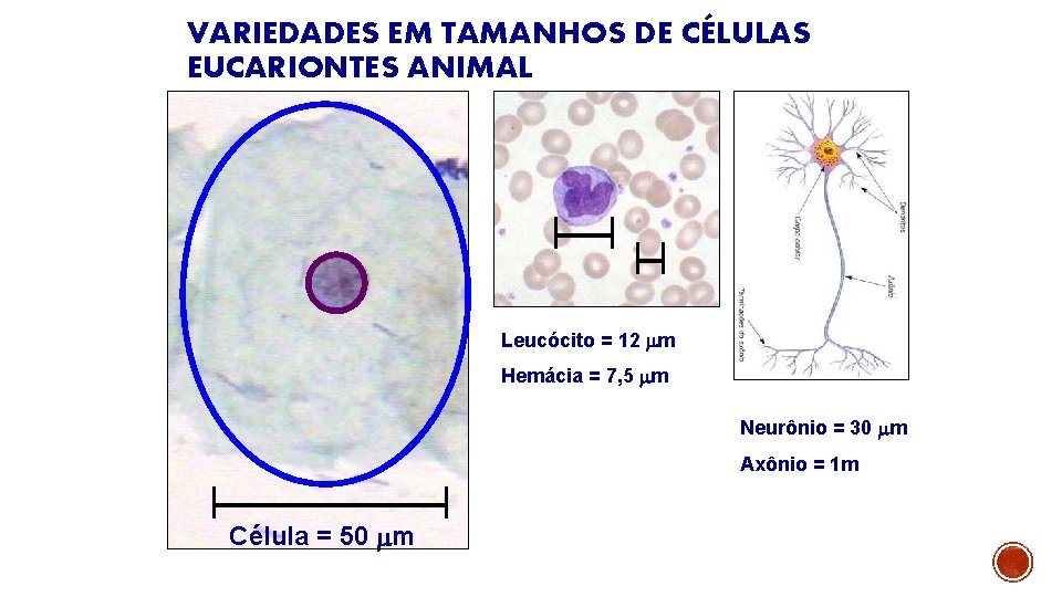 VARIEDADES EM TAMANHOS DE CÉLULAS EUCARIONTES ANIMAL Leucócito = 12 m Hemácia = 7,