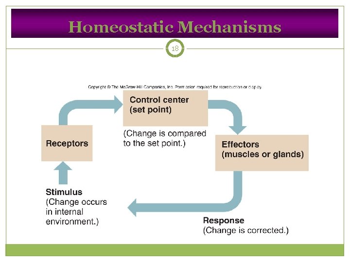 Homeostatic Mechanisms 18 