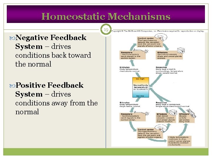 Homeostatic Mechanisms 19 Negative Feedback System – drives conditions back toward the normal Positive