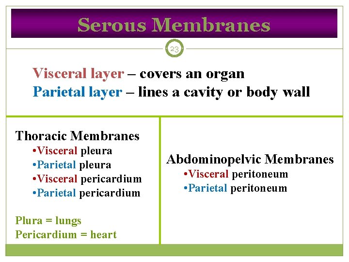 Serous Membranes 23 Visceral layer – covers an organ Parietal layer – lines a