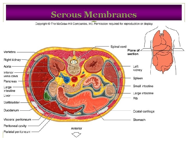 Serous Membranes 25 