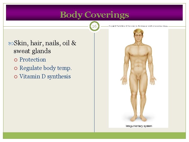 Body Coverings 26 Skin, hair, nails, oil & sweat glands Protection Regulate body temp.