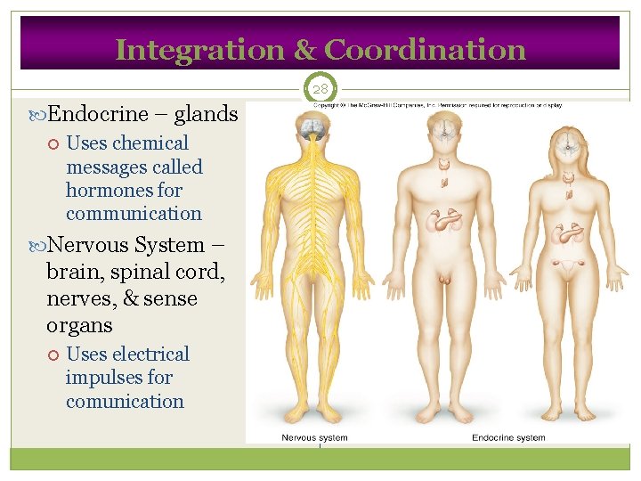 Integration & Coordination 28 Endocrine – glands Uses chemical messages called hormones for communication