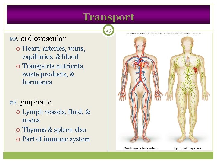 Transport 29 Cardiovascular Heart, arteries, veins, capillaries, & blood Transports nutrients, waste products, &