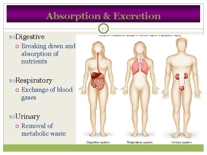 Absorption & Excretion 30 Digestive Breaking down and absorption of nutrients Respiratory Exchange of