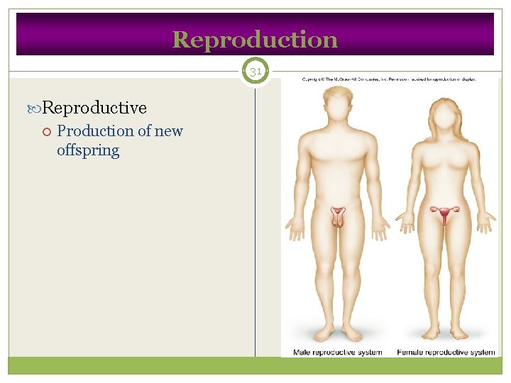 Reproduction 31 Reproductive Production of new offspring 