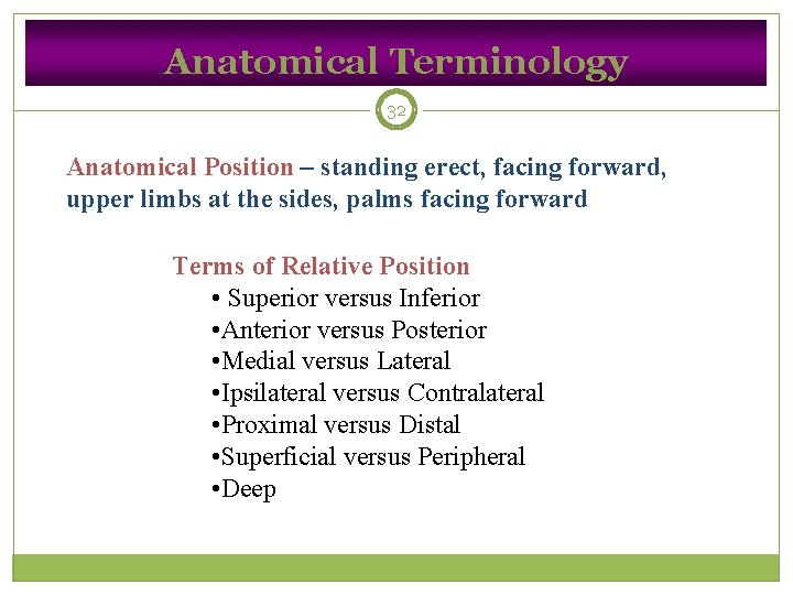Anatomical Terminology 32 Anatomical Position – standing erect, facing forward, upper limbs at the