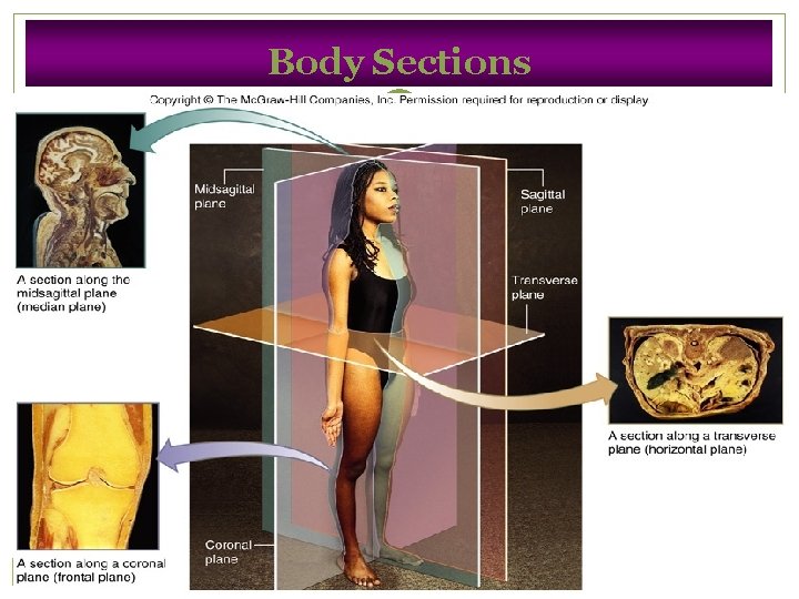 Body Sections 34 