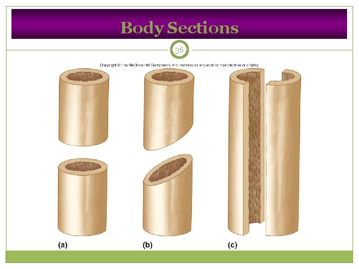 Body Sections 36 