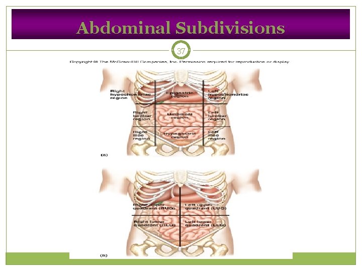 Abdominal Subdivisions 37 