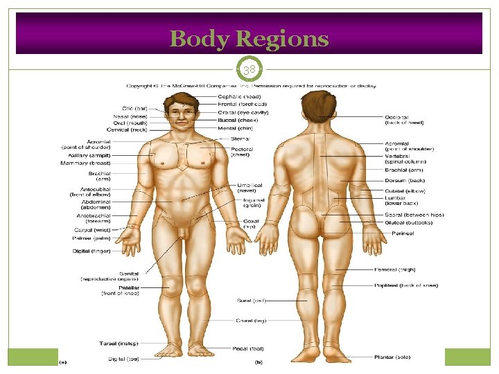 Body Regions 38 