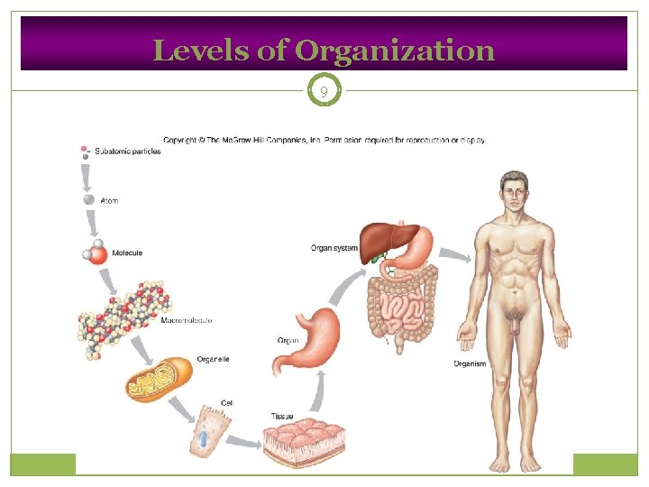 Levels of Organization 9 