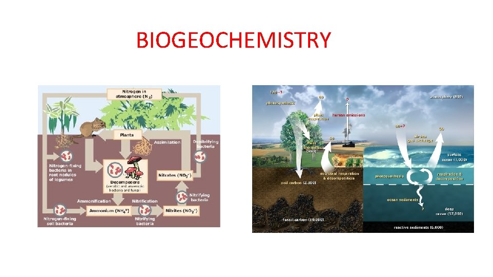 BIOGEOCHEMISTRY 