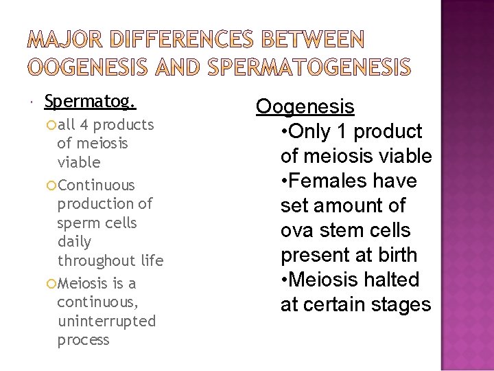  Spermatog. all 4 products of meiosis viable Continuous production of sperm cells daily