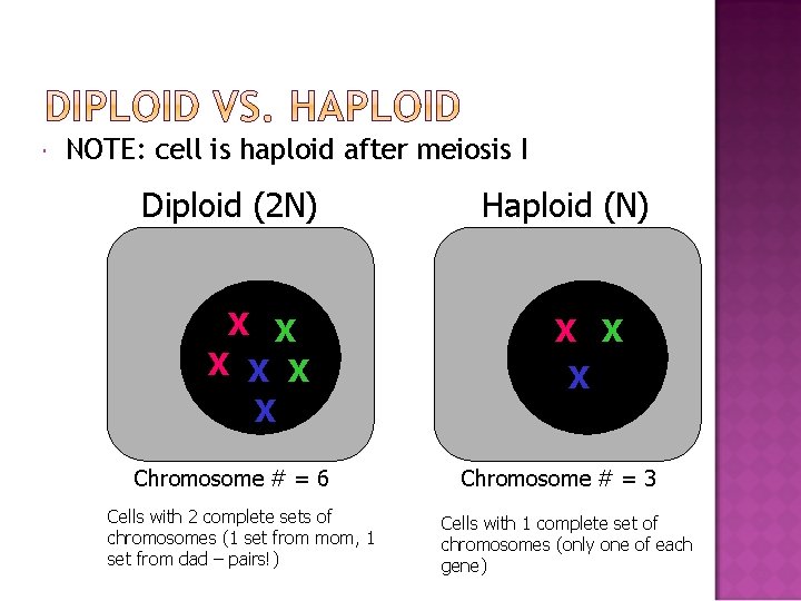  NOTE: cell is haploid after meiosis I Diploid (2 N) X X X
