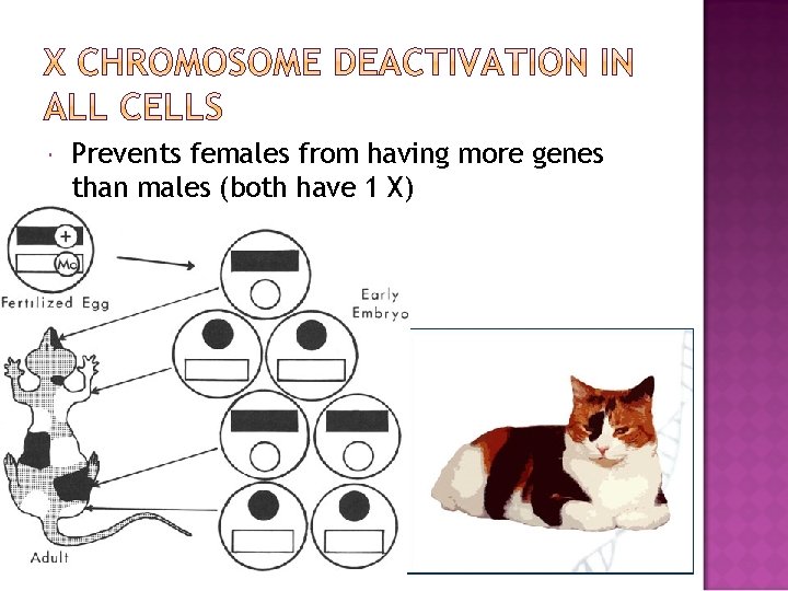  Prevents females from having more genes than males (both have 1 X) 