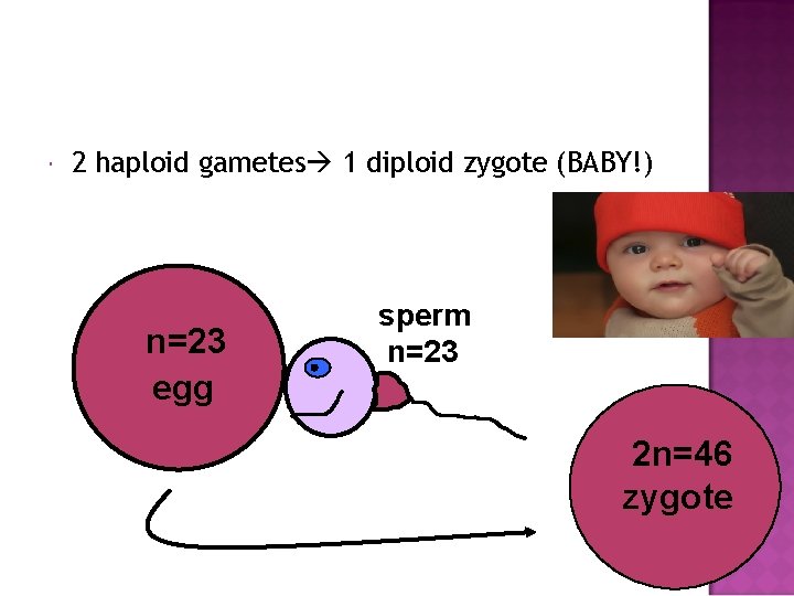  2 haploid gametes 1 diploid zygote (BABY!) n=23 egg sperm n=23 2 n=46