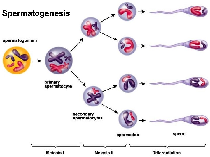 Spermatogenesis 