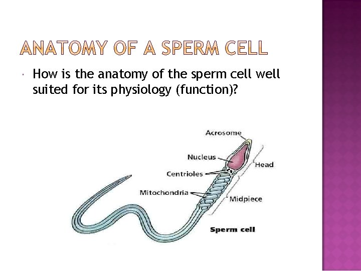  How is the anatomy of the sperm cell well suited for its physiology