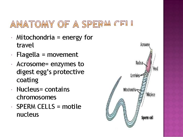  Mitochondria = energy for travel Flagella = movement Acrosome= enzymes to digest egg’s