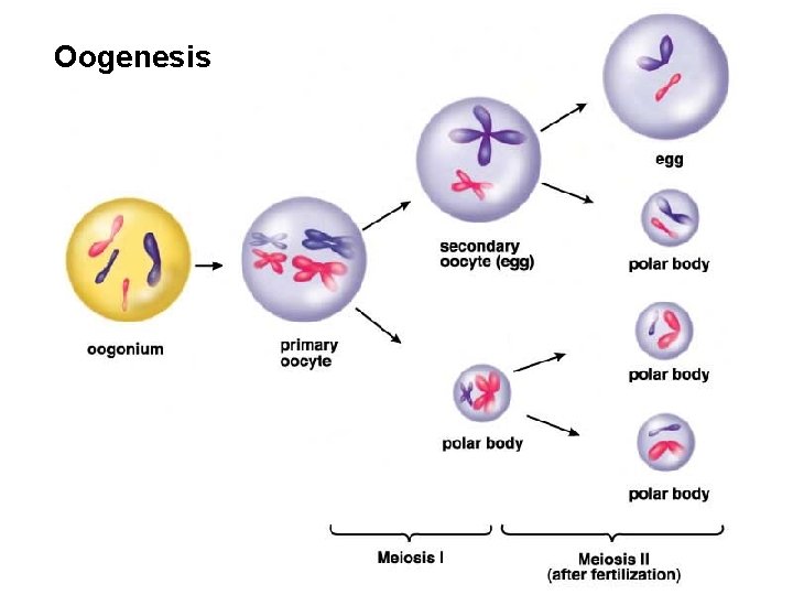 Oogenesis 