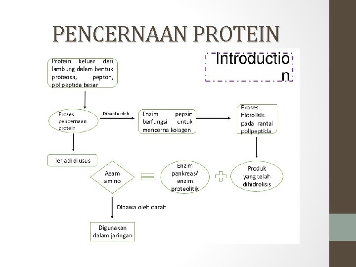 PENCERNAAN PROTEIN 