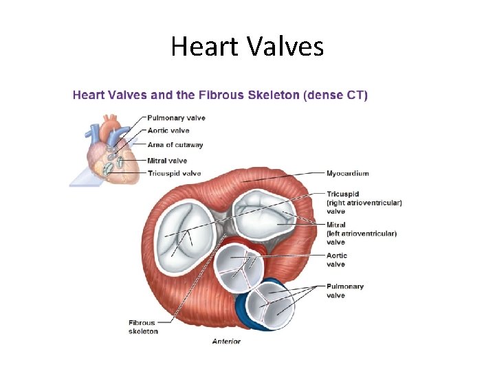 Heart Valves 