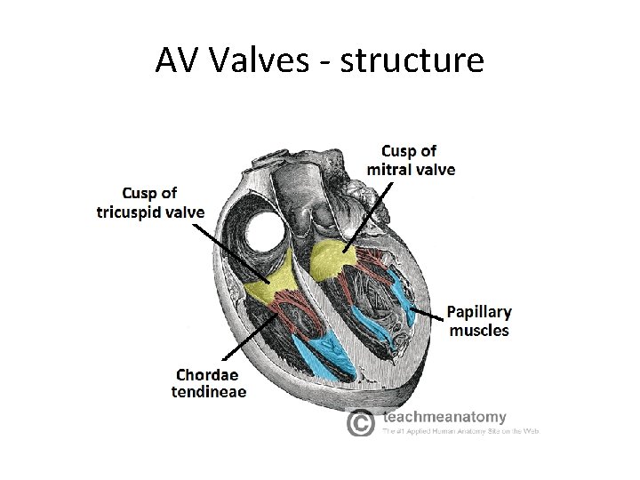 AV Valves - structure 
