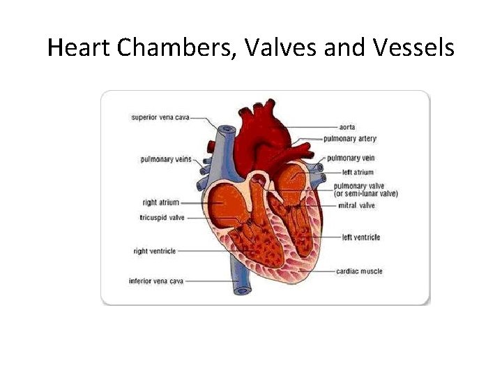 Heart Chambers, Valves and Vessels 