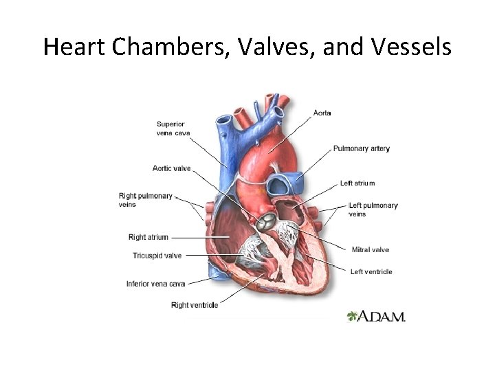 Heart Chambers, Valves, and Vessels 