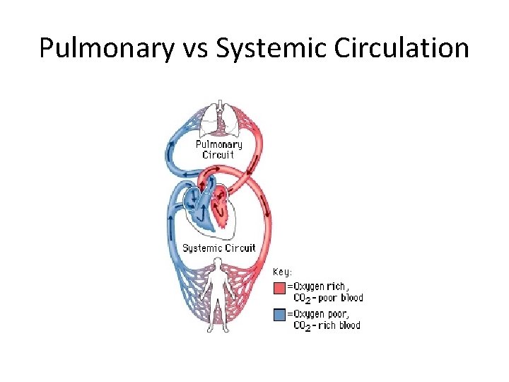 Pulmonary vs Systemic Circulation 