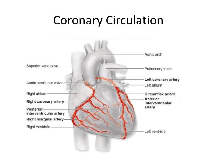 Coronary Circulation 
