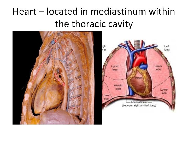 Heart – located in mediastinum within the thoracic cavity 