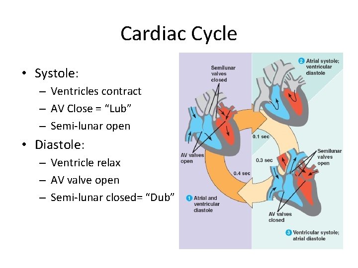 Cardiac Cycle • Systole: – Ventricles contract – AV Close = “Lub” – Semi-lunar