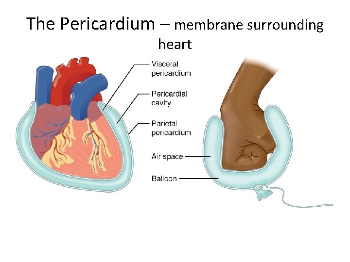 The Pericardium – membrane surrounding heart 