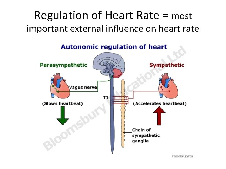 Regulation of Heart Rate = most important external influence on heart rate 