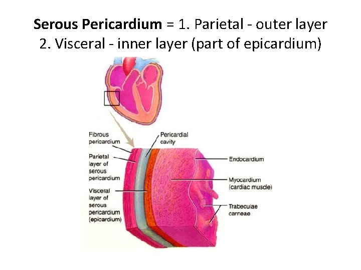 Serous Pericardium = 1. Parietal - outer layer 2. Visceral - inner layer (part
