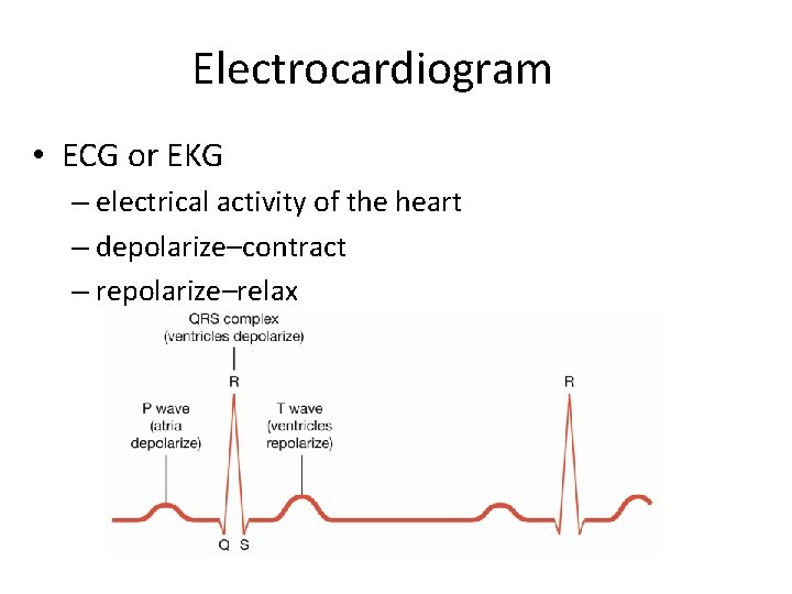 Electrocardiogram • ECG or EKG – electrical activity of the heart – depolarize–contract –