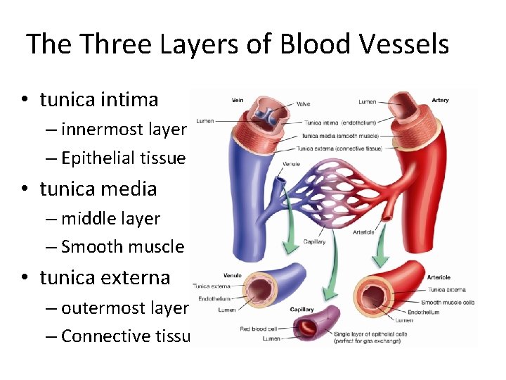 The Three Layers of Blood Vessels • tunica intima – innermost layer – Epithelial