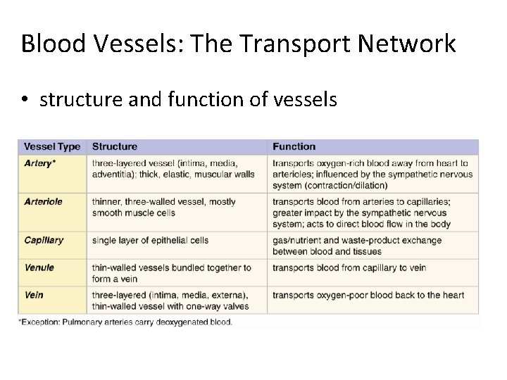 Blood Vessels: The Transport Network • structure and function of vessels 
