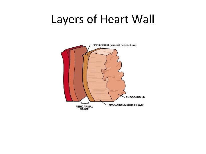 Layers of Heart Wall 