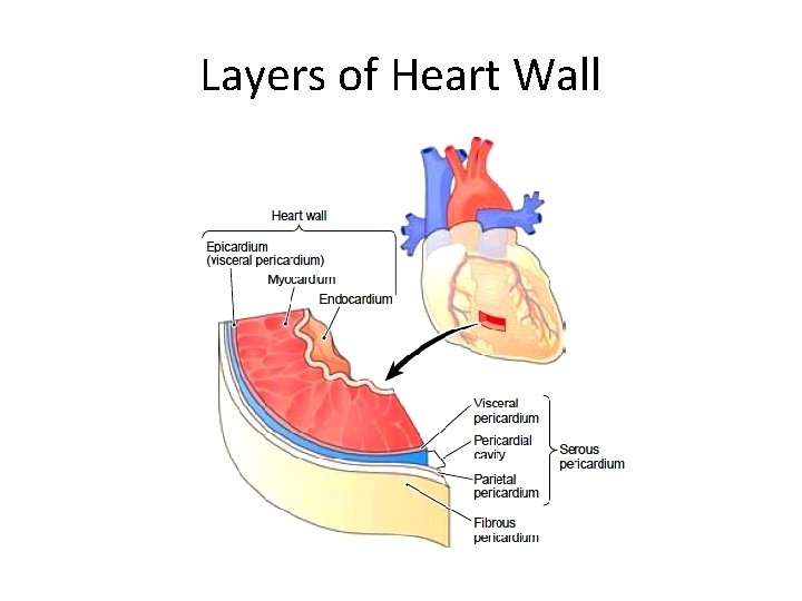 Layers of Heart Wall 